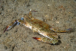 Portuninae