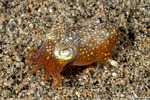 Sepioloidea