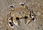 Calappoidea