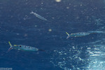 Beloniformes
