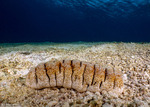 Echinodermata