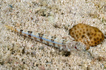 Synodontidae