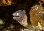 Anguilliformes