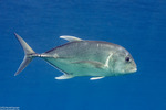 Caranx