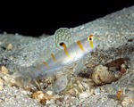 Gobiiformes