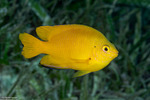 Ovalentaria