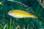 Scaridae