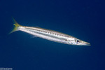 Carangaria