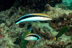 Blenniinae