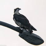 Aves