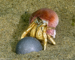 Diogenidae