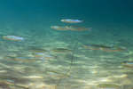 Atherinidae