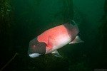 Semicossyphus