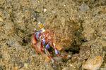 Paguridae