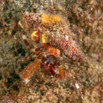 Anomura