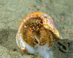 Paguroidea