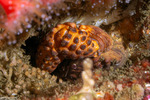 Xanthinae