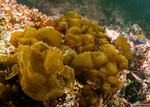 Scytosiphonaceae