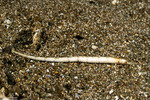 Syngnathiformes