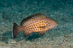 Serranidae
