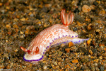 Miamirinae