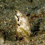 Anguilliformes