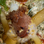 Nembrotha