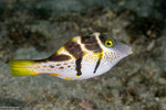 Tetraodontiformes