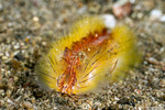 Amphinomida