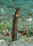 Congridae