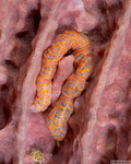 Synaptidae