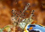 Cnidarians