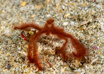 Oncinopus