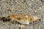 Littorinimorpha