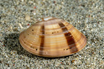 Bivalves