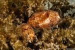 Cephalaspidea