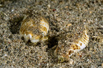 Gibberulus