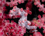 Syngnathiformes