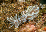 Cladobranchia