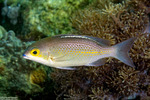 Eupercaria