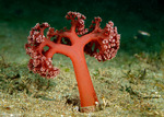 Umbellulifera