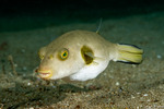 Tetraodontiformes