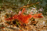Syngnathiformes