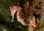 Syngnathiformes
