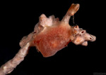 Rostanga