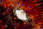 Lissocarcinus