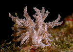 Myrrhinidae