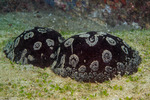 Sea Slugs