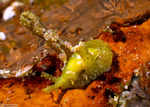 Sacoglossa