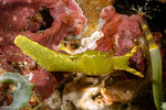 Sacoglossa